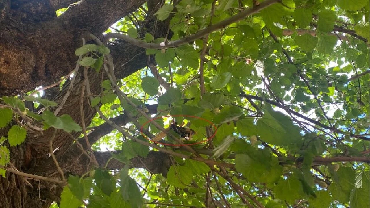 Diyarbakır, Elazığ ve Batman'da ürküten görüntü! Dev etçil çekirge Güneydoğu illerini istila etti