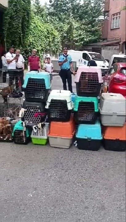 İstanbul'da şoke eden olay! Dairede ölüme terk edilmiş 85 kedi bulundu - 2. Resim