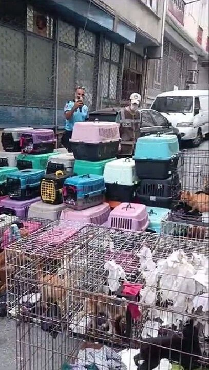 İstanbul'da şoke eden olay! Dairede ölüme terk edilmiş 85 kedi bulundu - 1. Resim