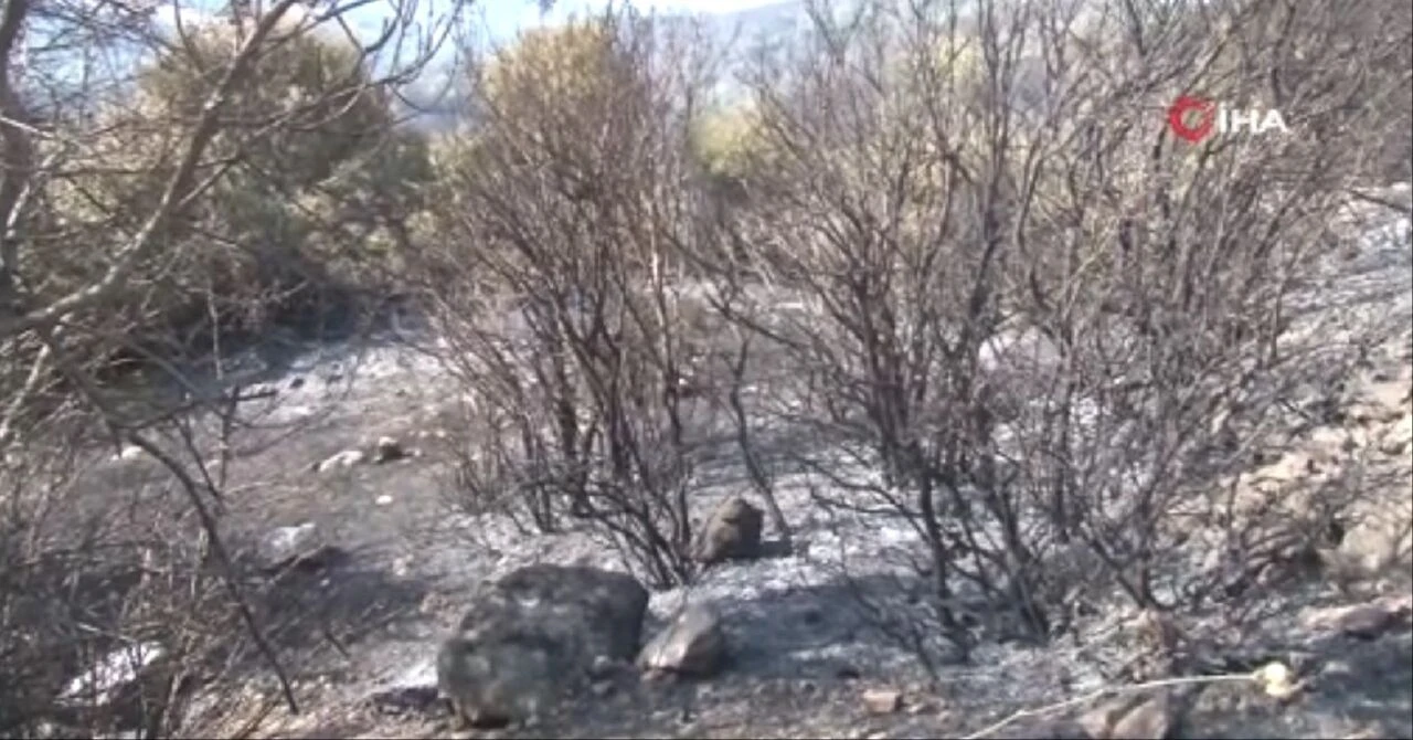 İzmir'de kahreden görüntü! Ciğerlerimiz yandı: Orman yangının boyutu gün ağarınca ortaya çıktı - 2. Resim