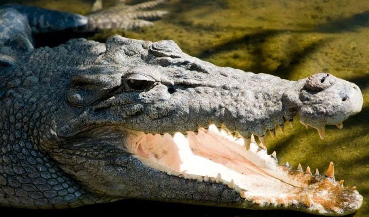 Küçük çocuk derede yüzerken kayıplara karıştı! Kalıntılarını bulan polis acı haber verdi