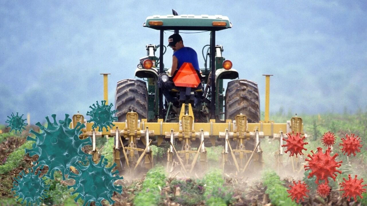 Kuş gribi alarmı: Vaka sayısı arttı, DSÖ harekete geçti! Çiftçiler tehlike altında