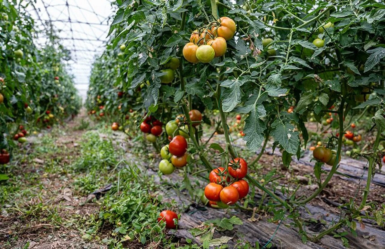 Öğretmenliği bıraktı, çiftçiliğe adım attı: İşçilerine öğretmen maaşı veriyor - 1. Resim