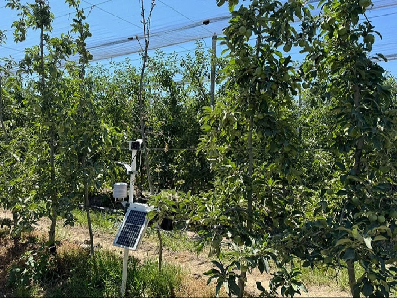 Tarladaki ürünleri anlık olarak takip eden yapay zekalı sistem çiftçilerin sorunlarını çözdü