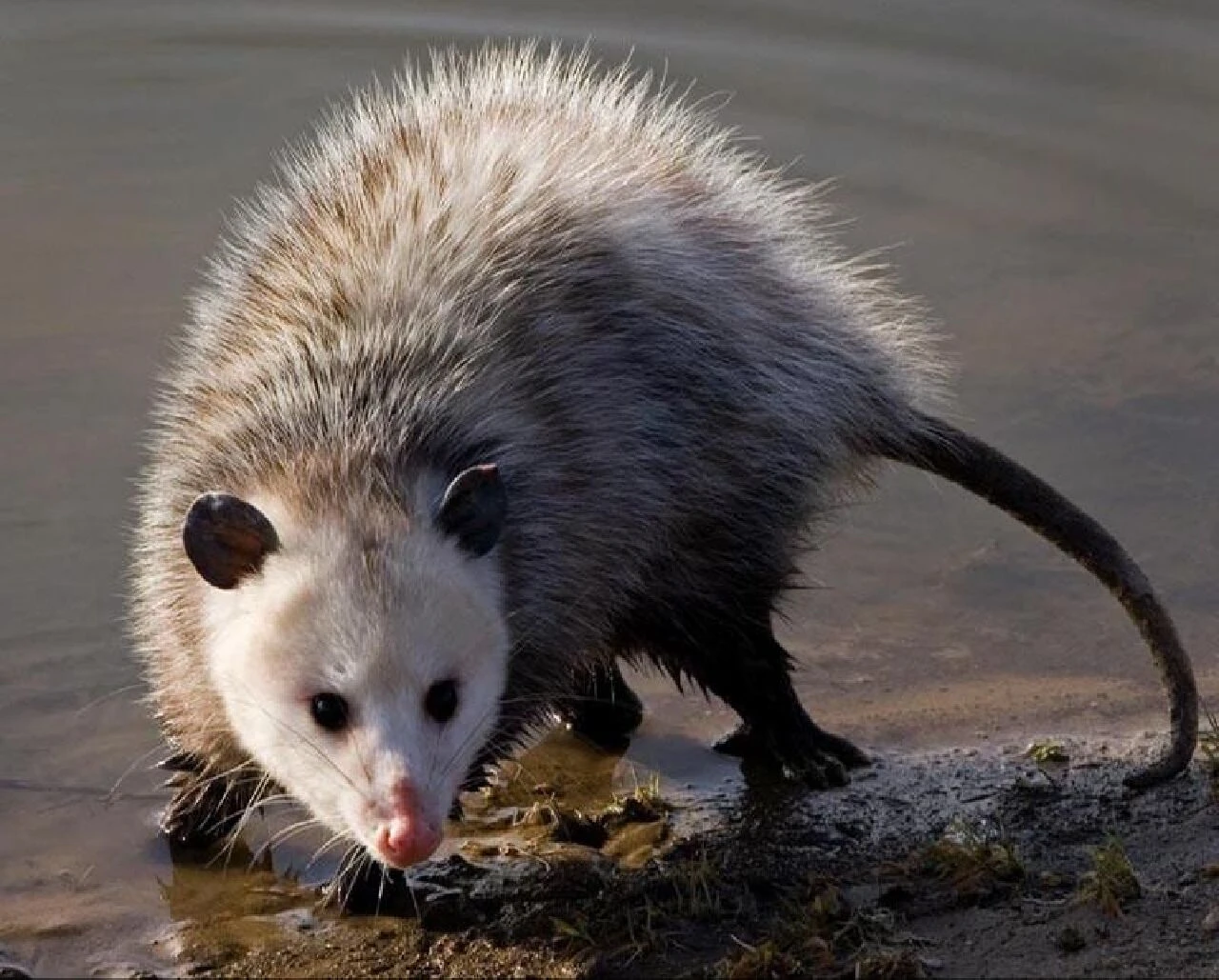 Televizyon izlerken bir anda duvarda delik açıldı! Çift neye uğradığını şaşırdı