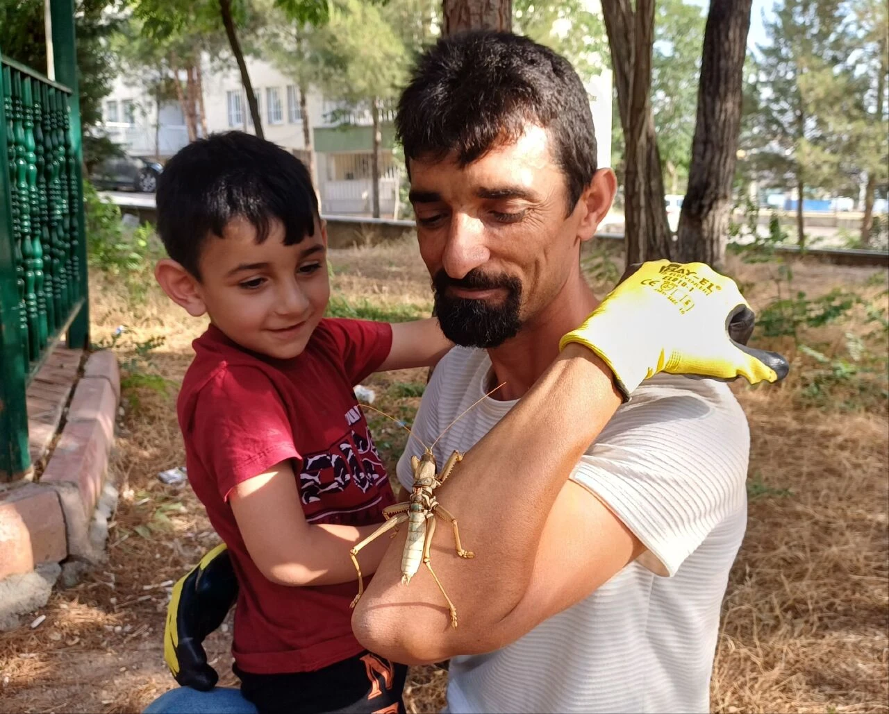 Diyarbakır, Elazığ ve Batman'da ürküten görüntü! Dev etçil çekirge Güneydoğu illerini istila etti