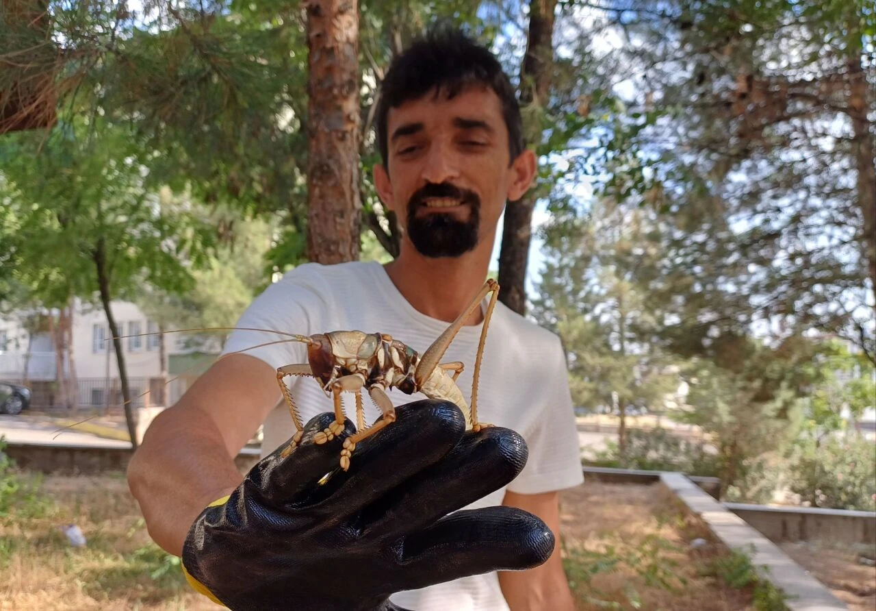 Diyarbakır, Elazığ ve Batman'da ürküten görüntü! Dev etçil çekirge Güneydoğu illerini istila etti