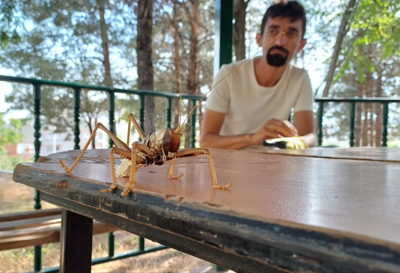 Diyarbakır, Elazığ ve Batman'da ürküten görüntü! Dev etçil çekirge Güneydoğu illerini istila etti