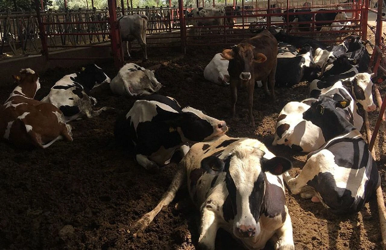 Gazeteciliği bıraktı, çiftlik kurdu! İlki başaran Asel Ceyhan'dan kadınlara çağrı - 2. Resim