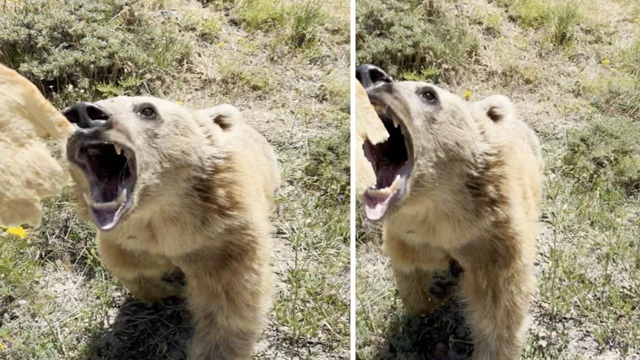 Sosyal medya fenomeni ayı saldırısına uğradı!