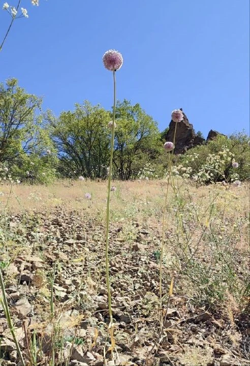 Tunceli dağ sarımsağını koparan yandı! Sadece o ilde yetişiyor! Cezası dudak uçuklattı - 1. Resim