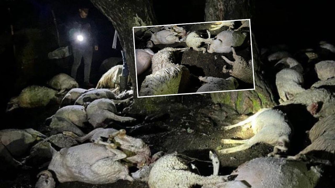 Amasya’da yıldırım felaketi: 76 hayvan öldü, çoban tedavi altında! - Gündem