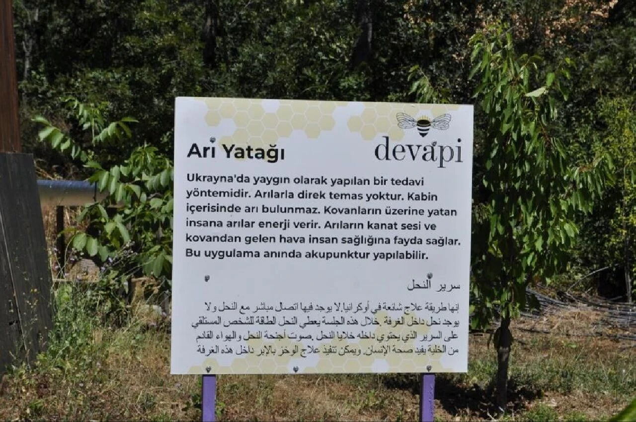 Binlerce arı şifa dağıtıyor! Üzerine yatan yatan daha dinç kalkıyor: Turistlerden yoğun