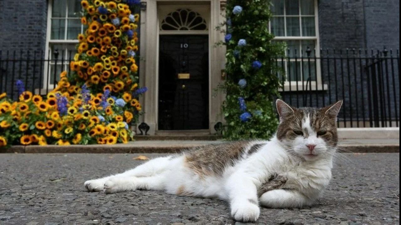 Bu kedi İngiltere'de 5 başbakan devirdi! Hâlâ görevinin başında - Dünya