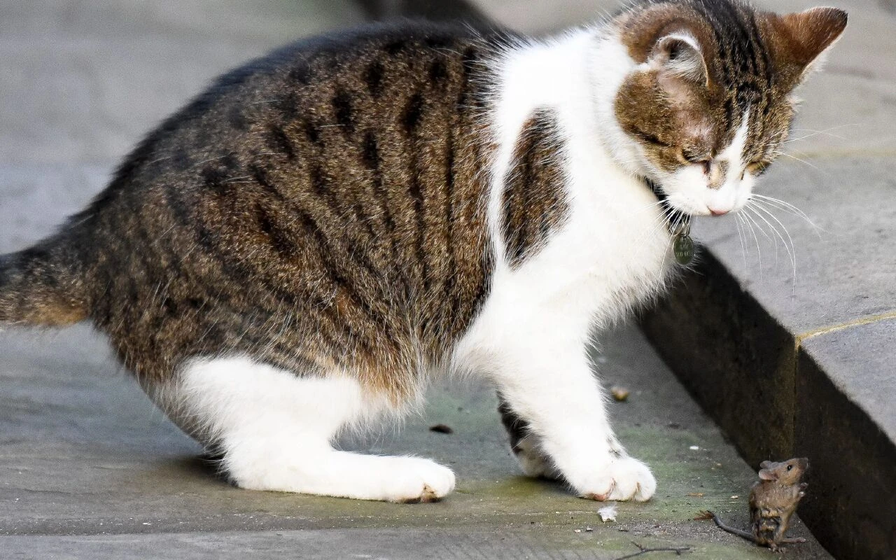 Bu kedi İngiltere'de 5 başbakan devirdi! Hâlâ görevinin başında