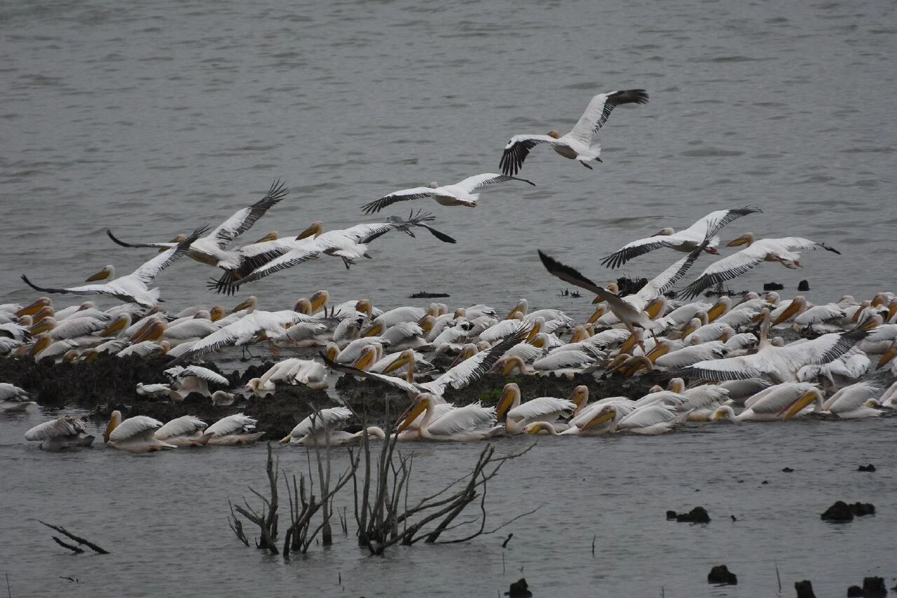Ladik Gölü'nde pelikan şöleni: Ziyaretçilerini büyülüyor! - 2. Resim