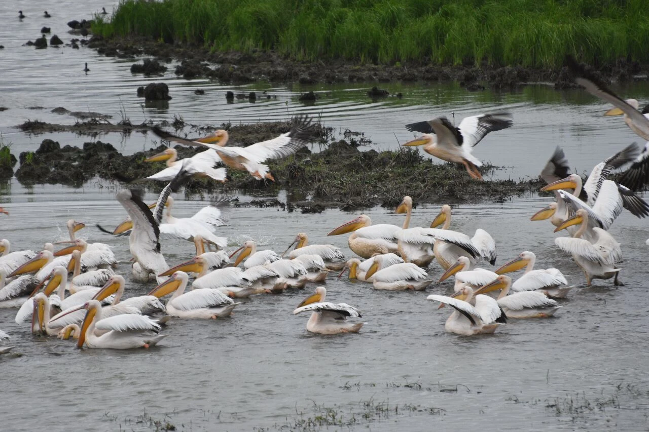 Ladik Gölü'nde pelikan şöleni: Ziyaretçilerini büyülüyor! - 1. Resim