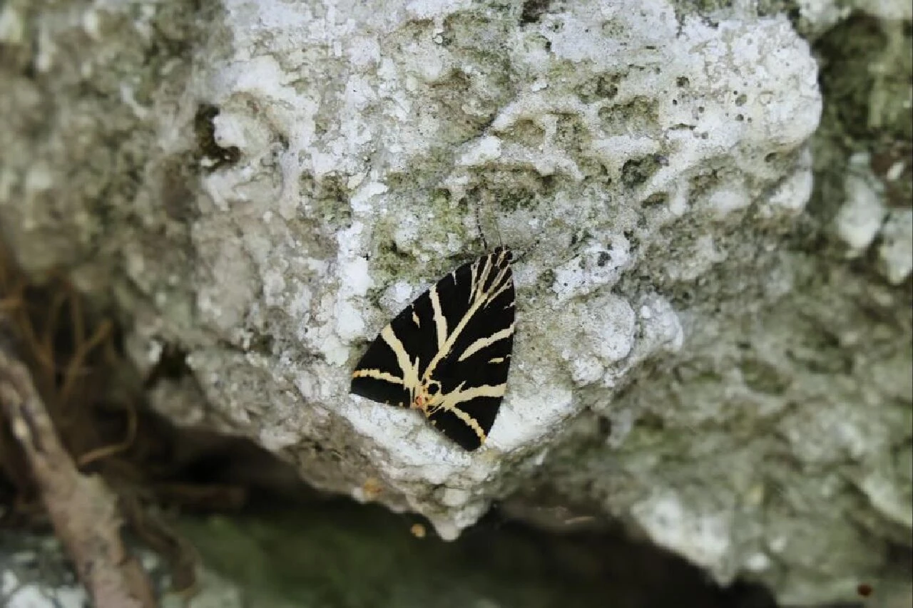 Mahmut Dal mevsimlik işçi olarak girdiği belediyeye 'başkan' oldu