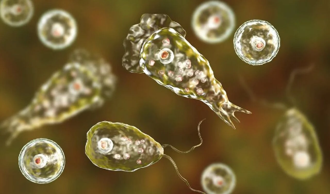 Serinlemek için gölete girdi, sonu oldu! Günlerce beynini çiğ çiğ yediler - 1. Resim