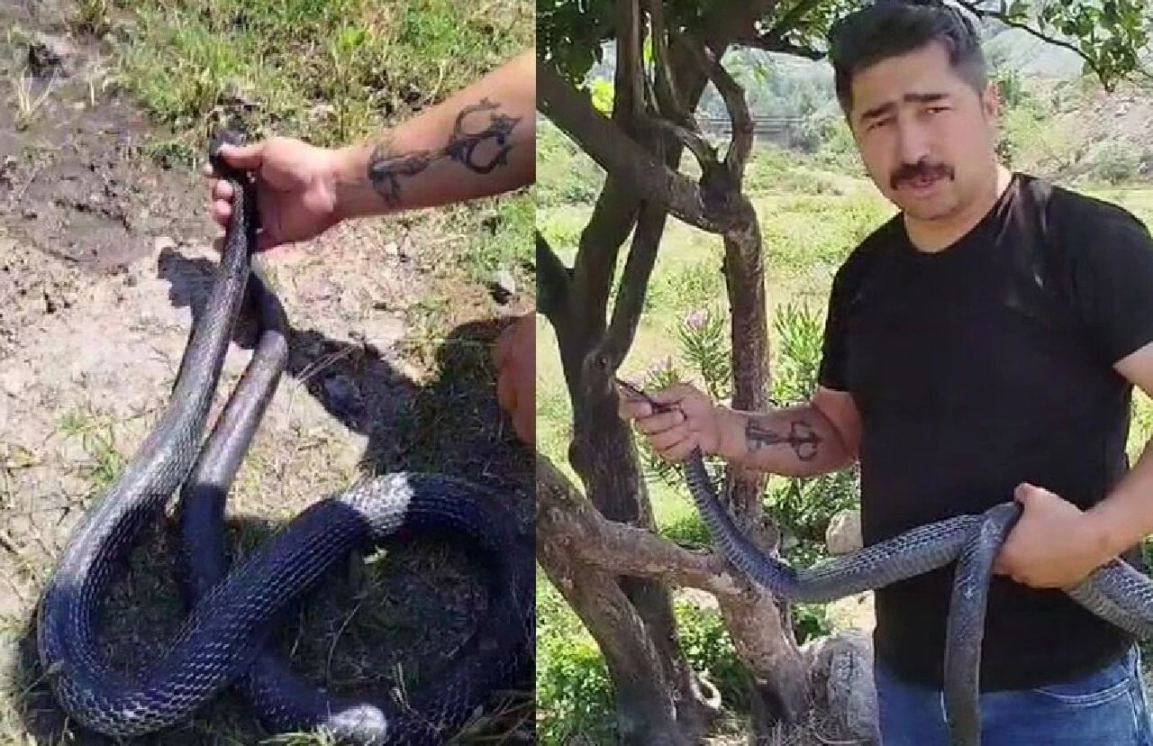 Yılan merakı görenleri hayrete düşürüyor! Yılancı Kemal: İnsan senden daha tehlikeli!