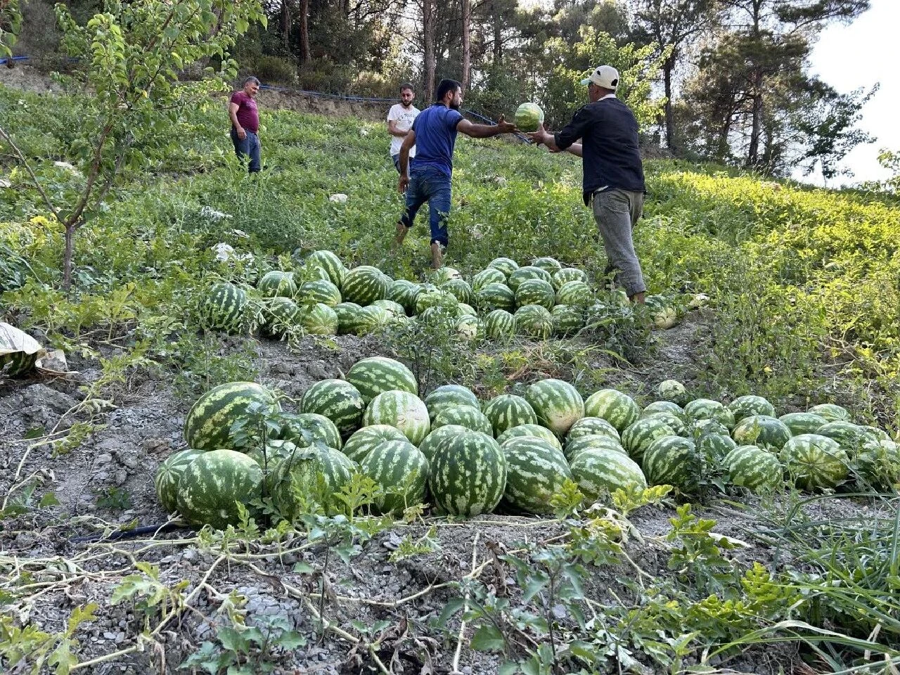 Hatay'da kavurucu sıcağa karşı ilginç önlem! Karpuzları tek tek sardılar