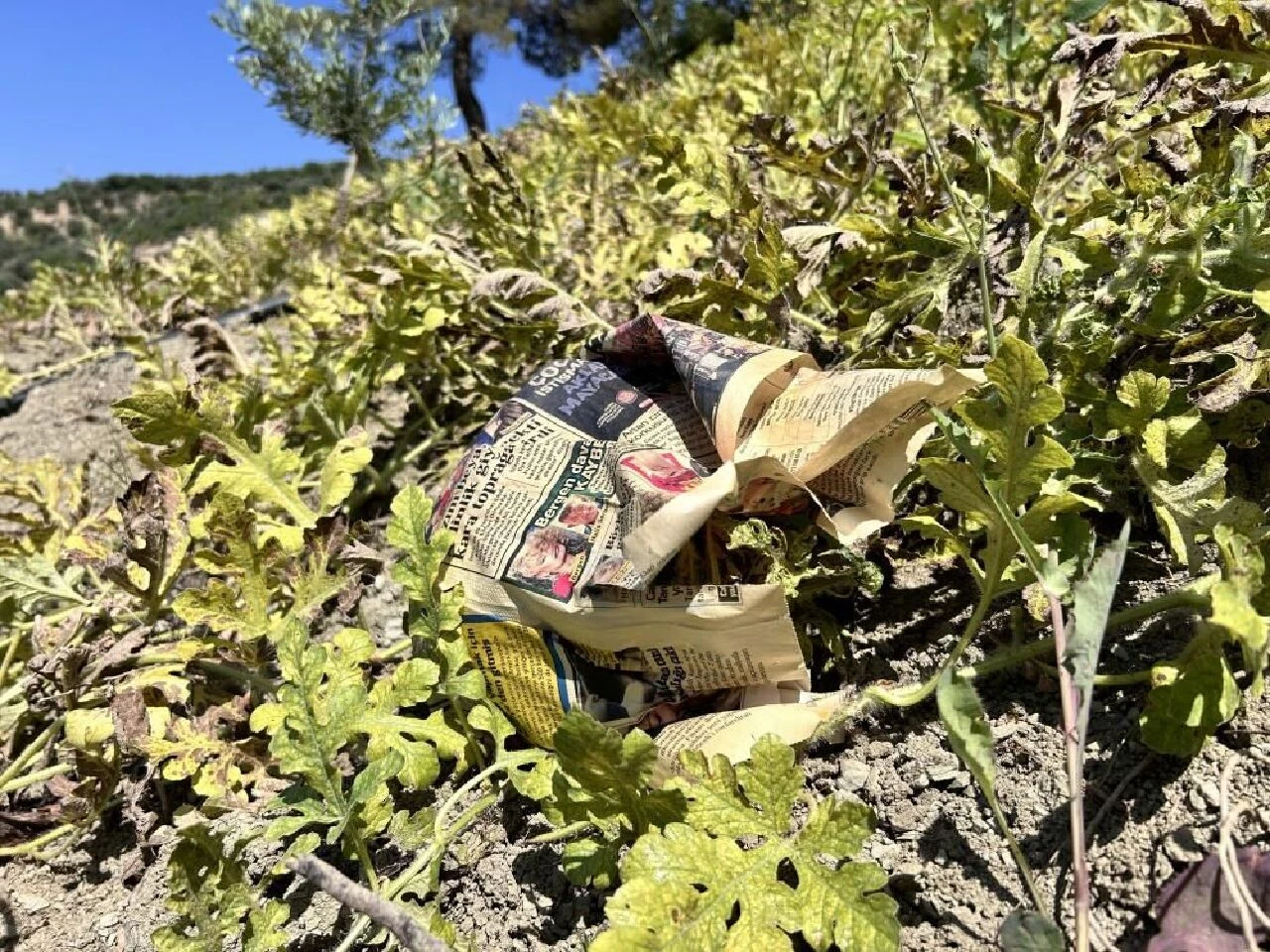 Hatay'da kavurucu sıcağa karşı ilginç önlem! Karpuzları tek tek sardılar