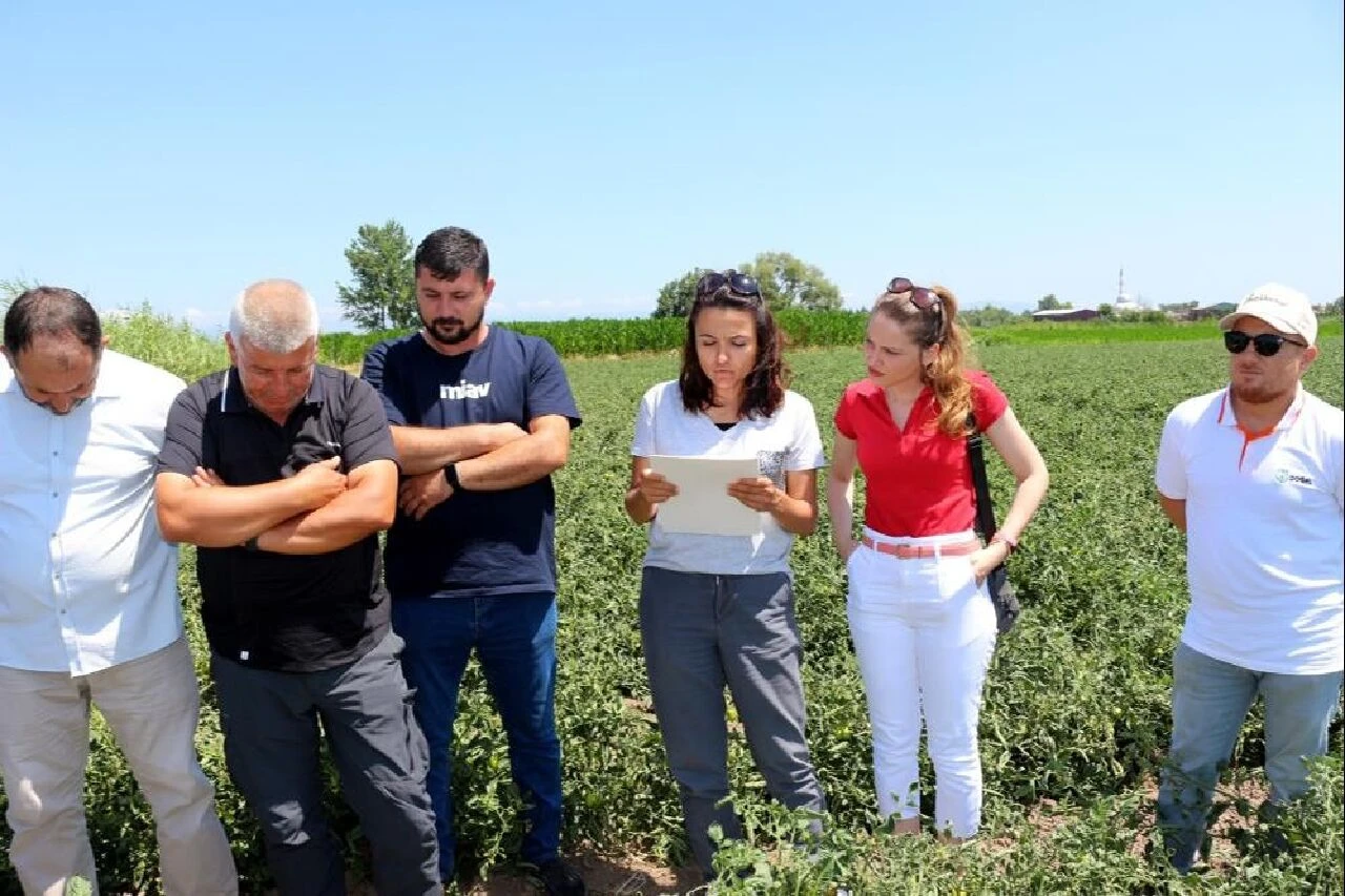 Sebze fiyatları uçabilir: Çiftçiyi fitotoksitite korkusu sardı, üretim tehlikede! - 1. Resim