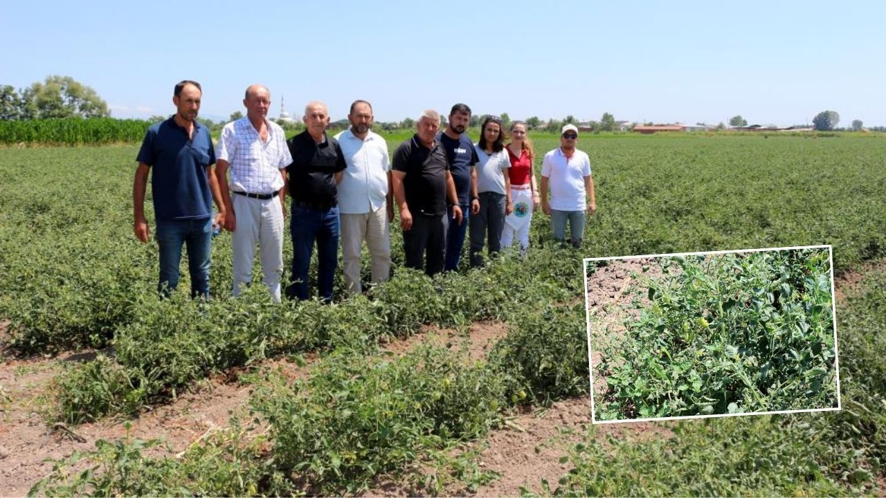 Sebze fiyatları uçabilir: Çiftçiyi fitotoksitite korkusu sardı, üretim tehlikede!