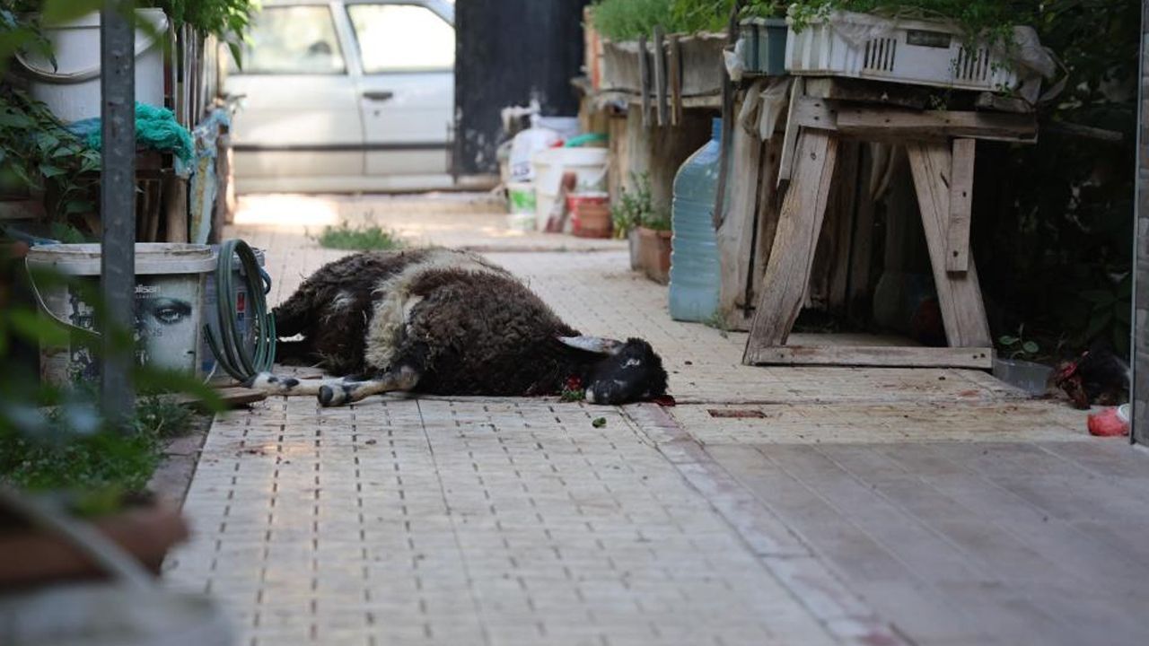 Sokak köpekleri dehşet saçtı! Hayvanlarını görünce şoke oldu