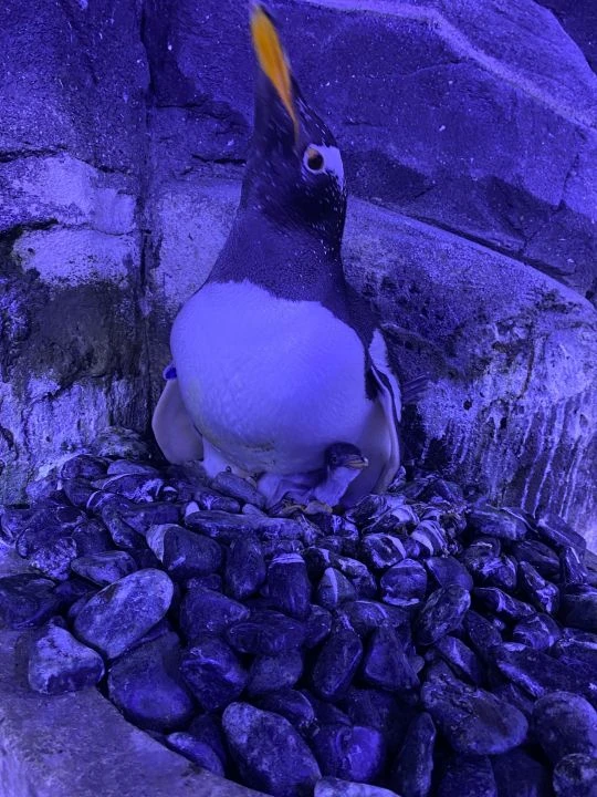 İstanbul Akvaryum'da 'bebek penguen' heyecanı: Bilimsel çalışmalar sonuç verdi