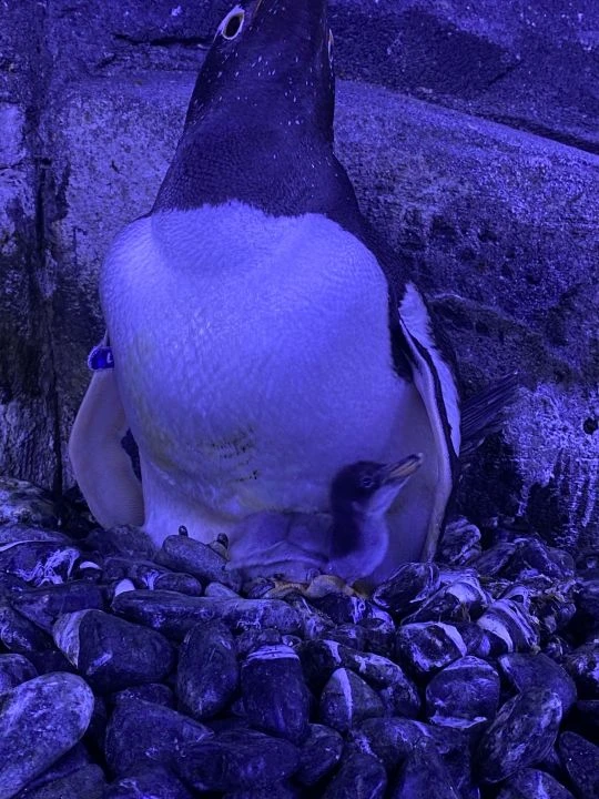 İstanbul Akvaryum'da 'bebek penguen' heyecanı: Bilimsel çalışmalar sonuç verdi