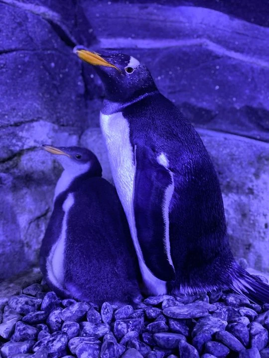 İstanbul Akvaryum'da 'bebek penguen' heyecanı: Bilimsel çalışmalar sonuç verdi