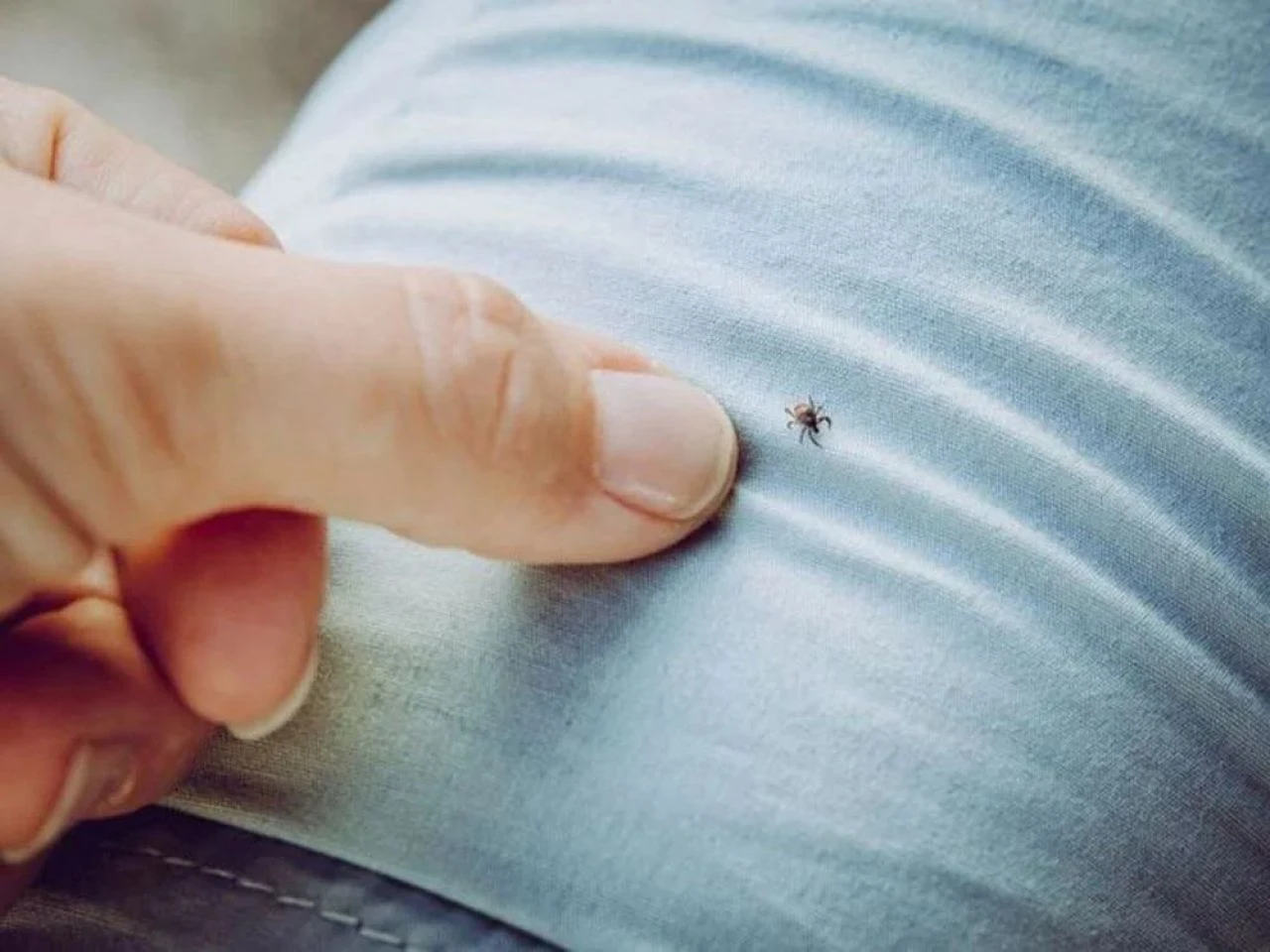 Kene kâbusunu bitirecek önemli gelişme! Çareyi Türk bilim insanları buldu - 3. Resim