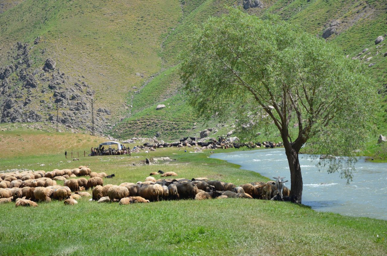 2 ay giriş çıkışlar yasaklandı! Şırnak'ta şap hastalığı alarmı - 1. Resim