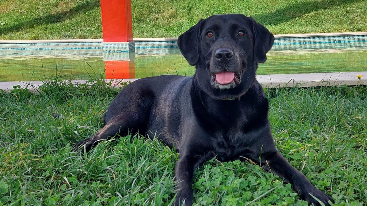 Başıboş sokak köpekleri düzenlemesi Meclis&#039;e geliyor! Teklif imzaya açıldı