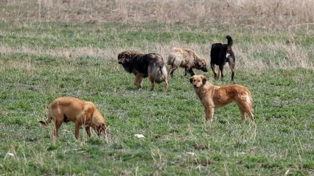 Başıboş sokak köpekleri düzenlemesi Meclis'e geliyor! Teklif imzaya açıldı - 1. Resim