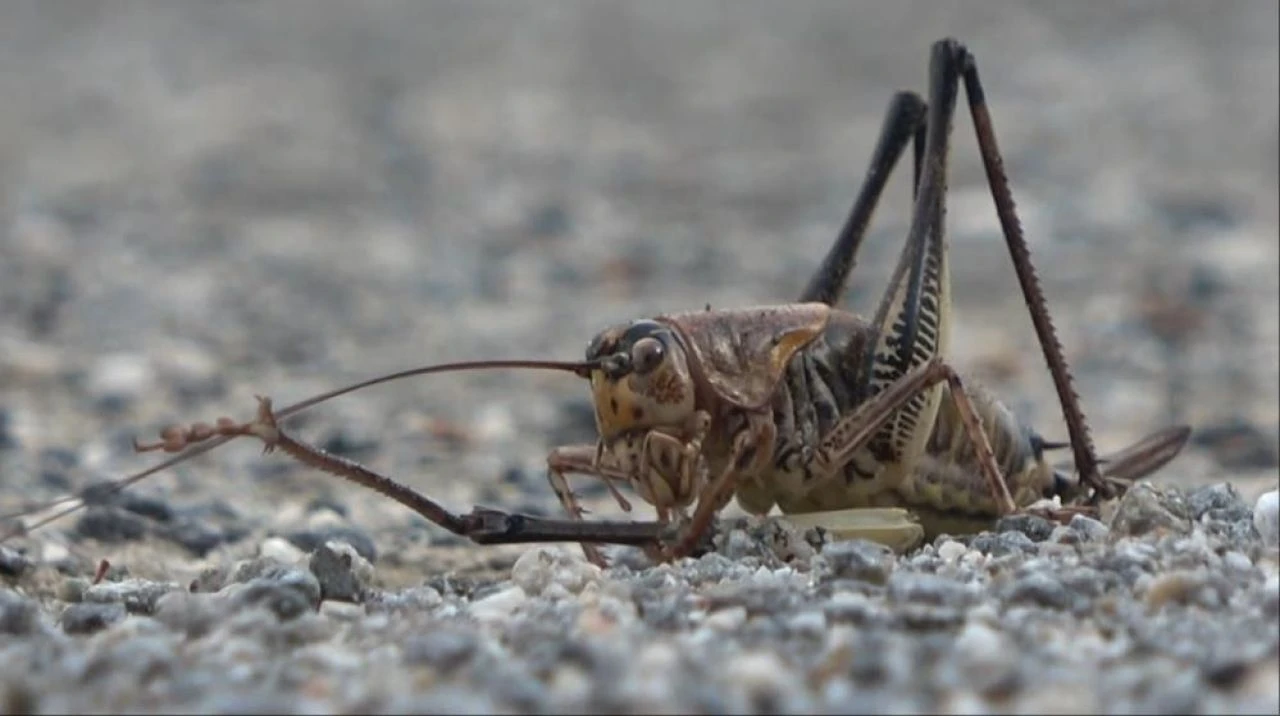 Muş’ta çalı çekirgesi istilası! Ovalara doğru ilerliyor, çiftçiler endişeli - 3. Resim