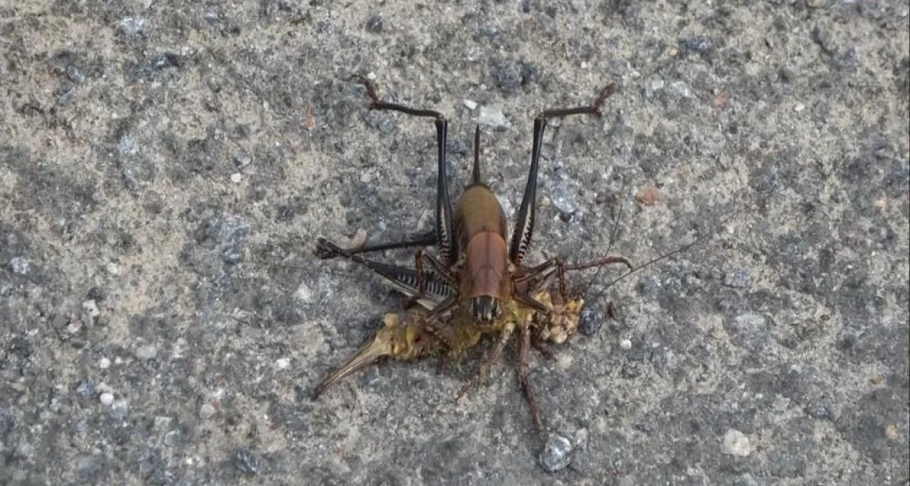 Muş’ta çalı çekirgesi istilası! Ovalara doğru ilerliyor, çiftçiler endişeli - 1. Resim