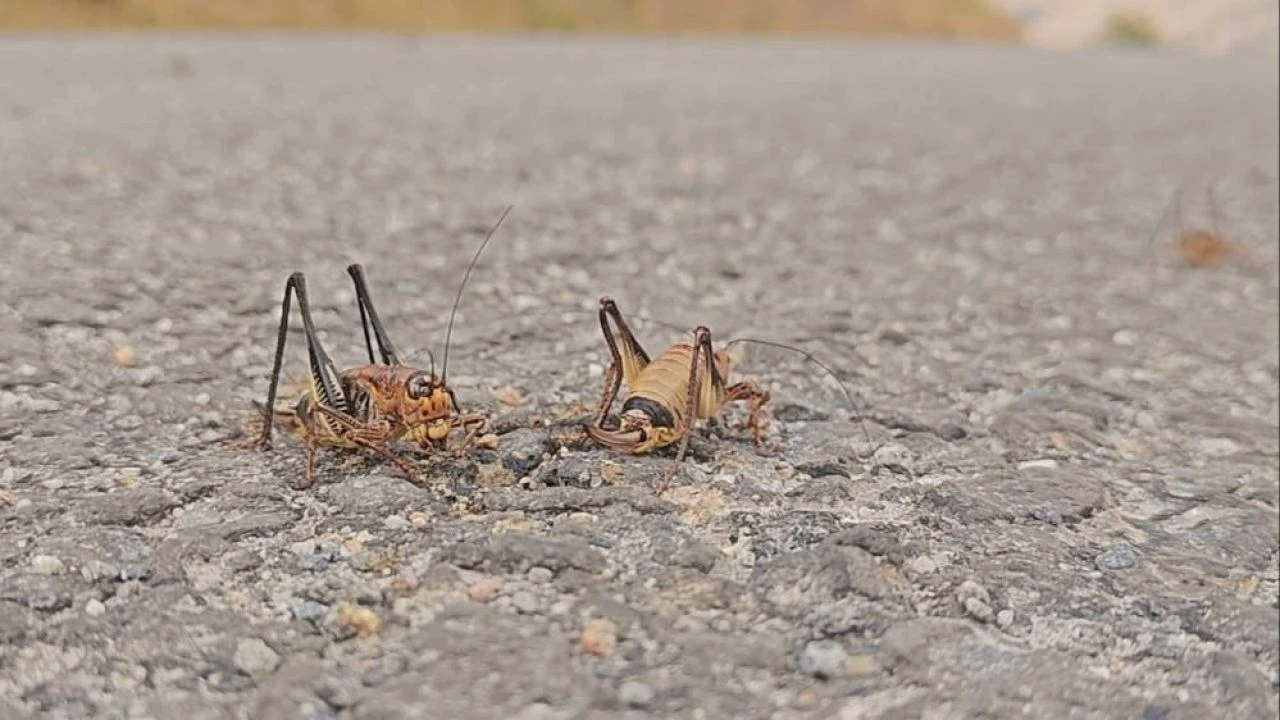 Muş’ta çalı çekirgesi istilası! Ovalara doğru ilerliyor, çiftçiler endişeli - 2. Resim