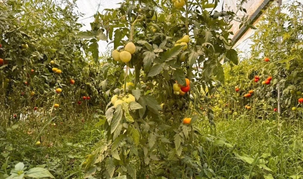 Tarlada işçiydi, kendi işinin patronu oldu: Masrafı 300 bin TL, kazancı 750 bin TL