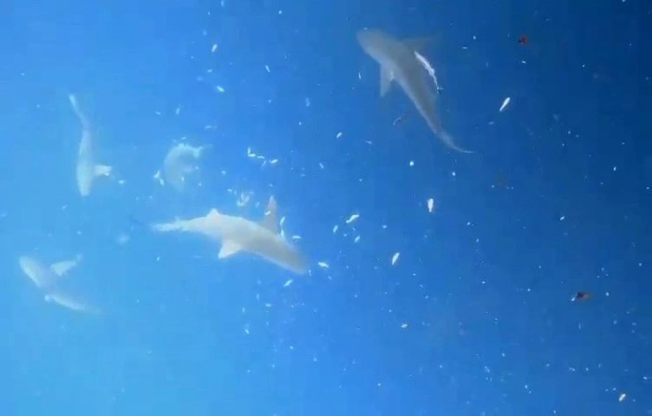 Tatilciler dikkat! Dalgıçlar rastladı, sürü halinde geziyorlar: Köpek balıklarını kayda aldı - 1. Resim