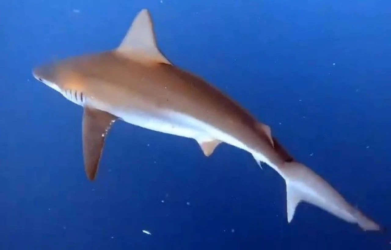 Tatilciler dikkat! Dalgıçlar rastladı, sürü halinde geziyorlar: Köpek balıklarını kayda aldı - 2. Resim