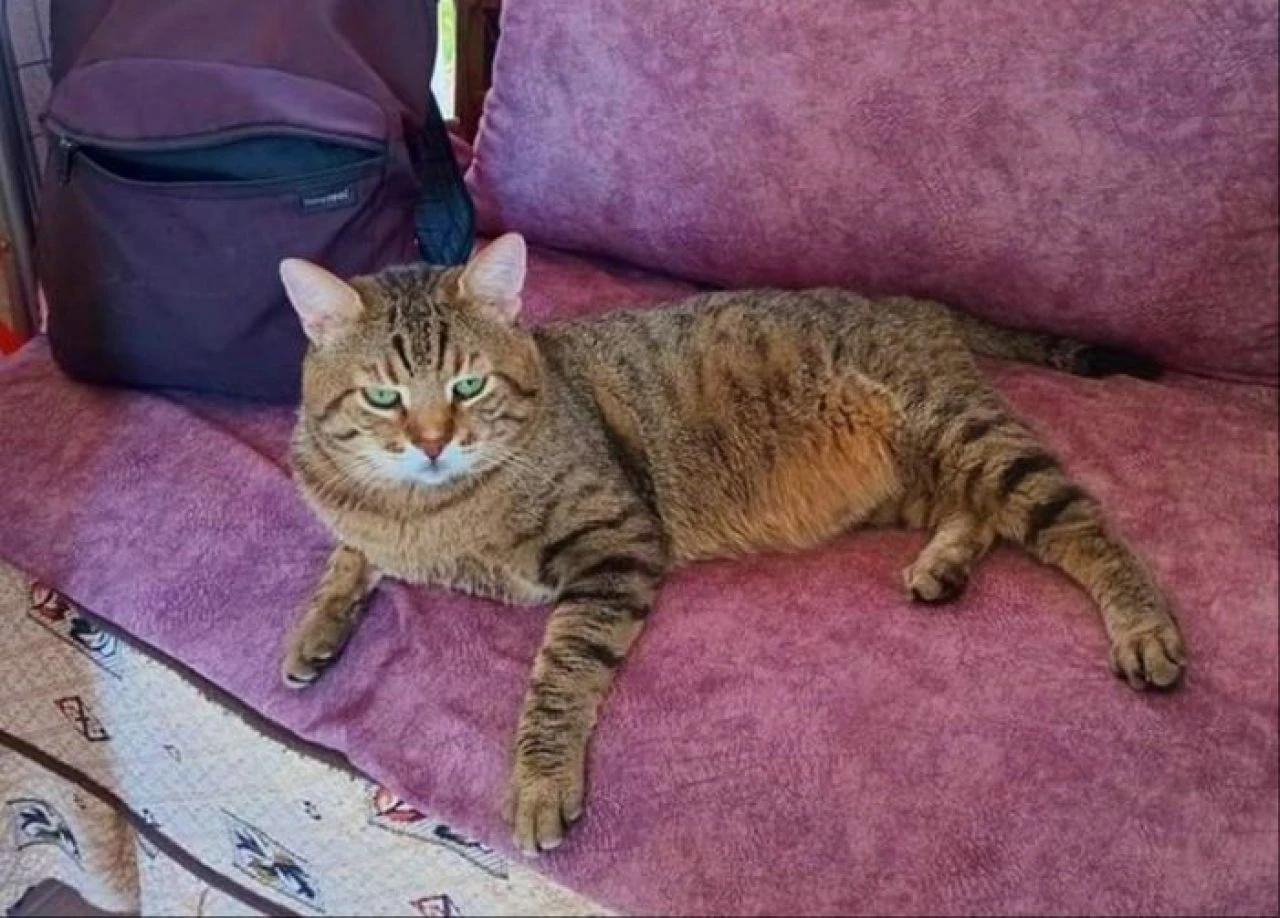 Besledikleri kedi paramparça etti! Evden kan revam çıktılar: Azrail gibiydi! - 3. Resim