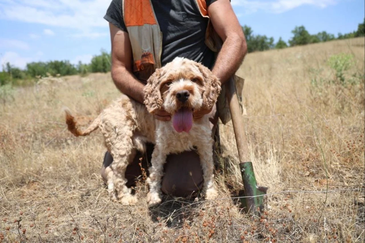 Kilosu 15 bin lira! Özel eğitimli köpeğiyle şehir şehir gezerek topluyor - 1. Resim