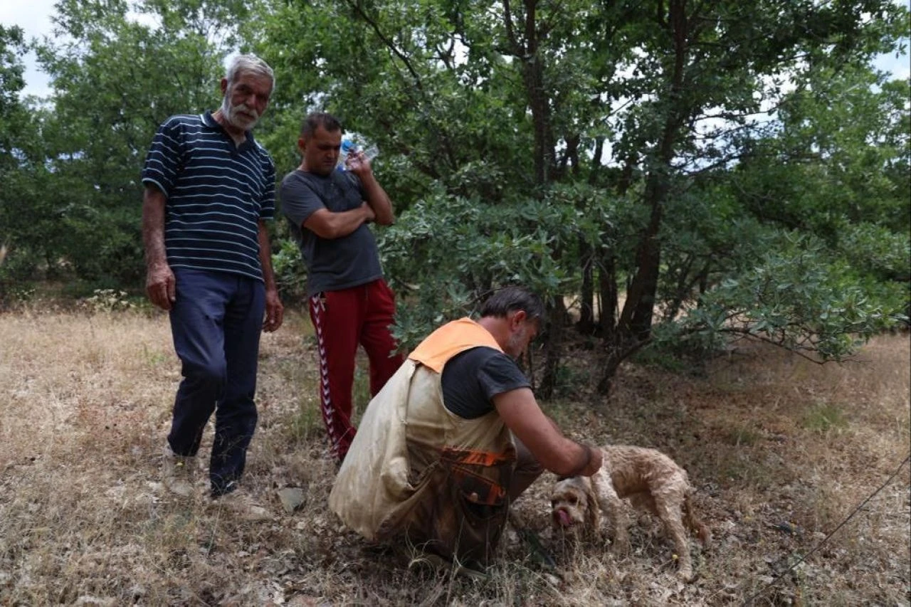 Kilosu 15 bin lira! Özel eğitimli köpeğiyle şehir şehir gezerek topluyor - 3. Resim