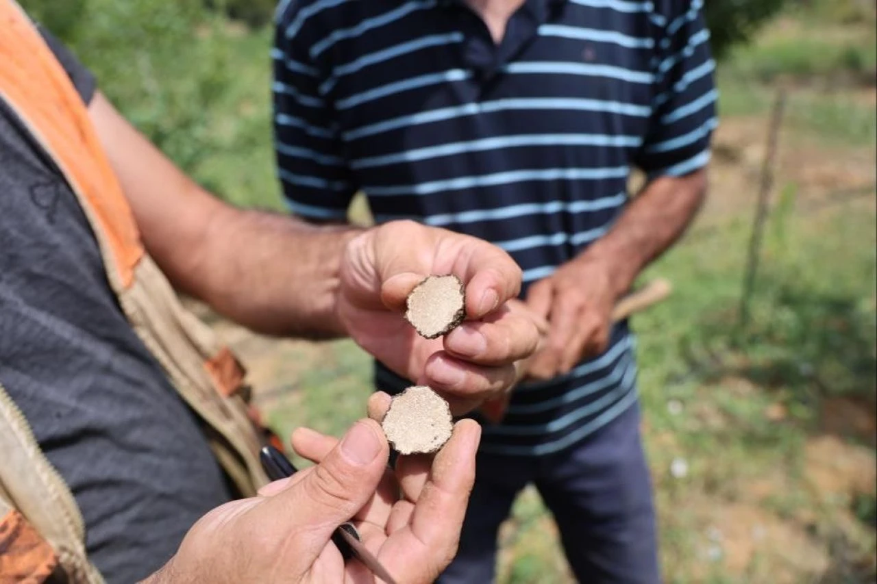 Kilosu 15 bin lira! Özel eğitimli köpeğiyle şehir şehir gezerek topluyor - 4. Resim