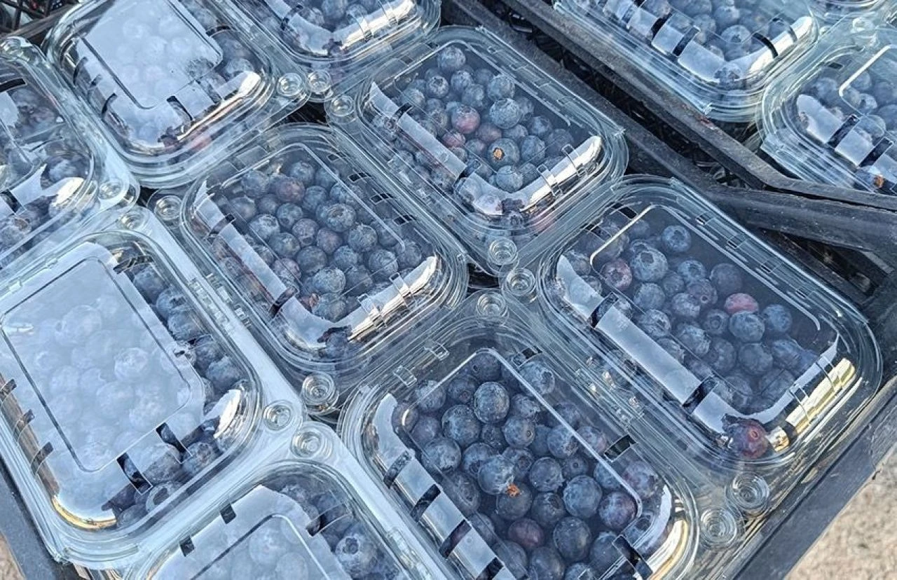 Köyün geçim kaynağı oldu! 3 yıl önce deneme amaçlı ekilen yaban mersini büyük şehirlerde