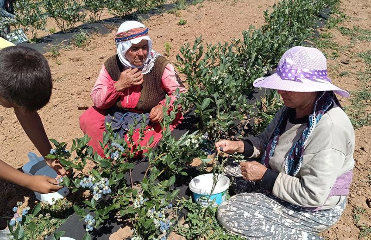 Köyün geçim kaynağı oldu! 3 yıl önce deneme amaçlı ekilen yaban mersini büyük şehirlerde