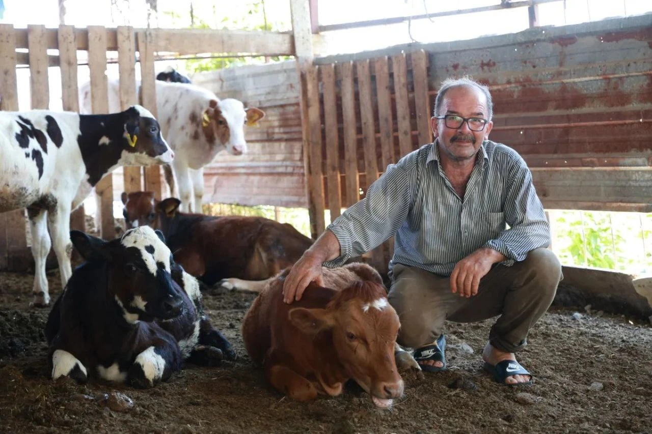 85 bin liraya aldığı inek sırra kadem bastı! Mustafa amca bulana ödül verecek