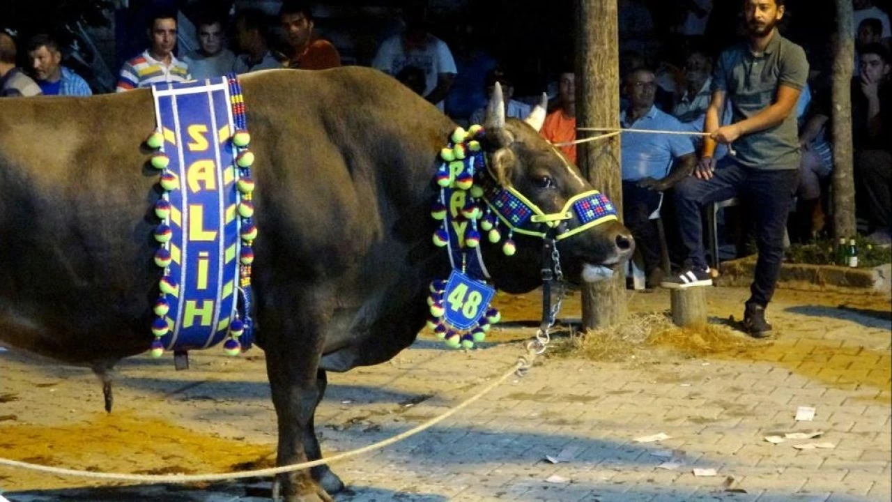 Görüntüler Muğla'dan! Boğalara para yağdırdılar - 2. Resim